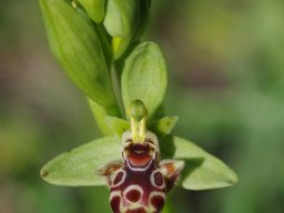 Ophrys_rhodia_Route_de_Mone_Ypseni